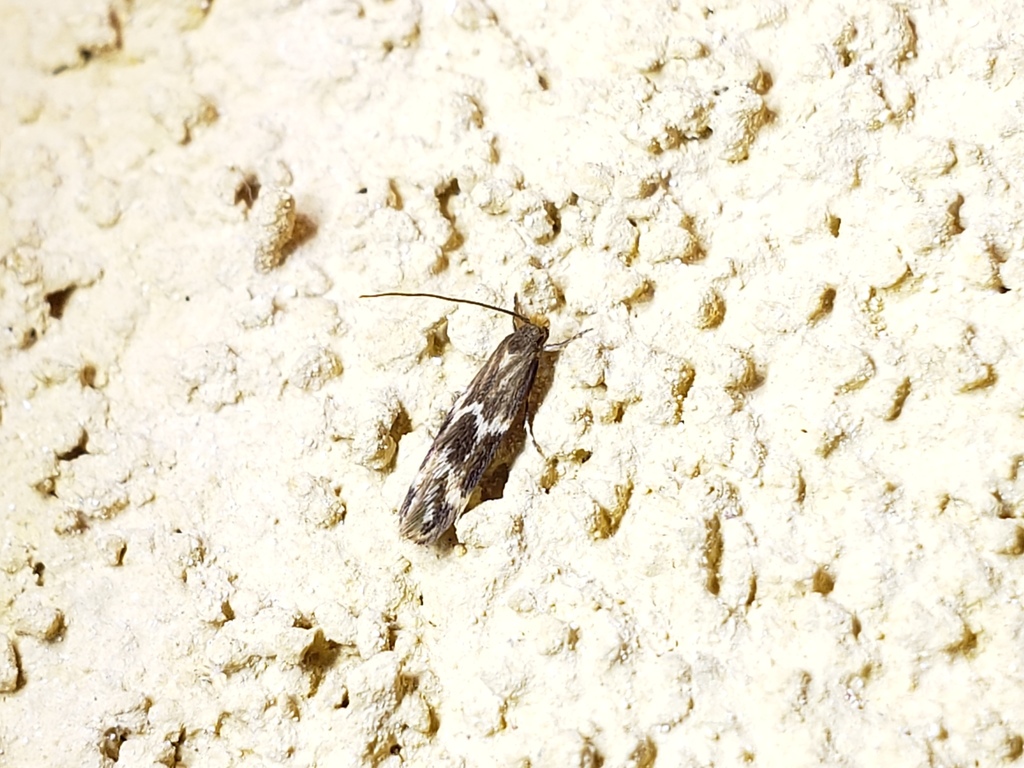 Oinophila v flava (Yellow V Moth), California species
