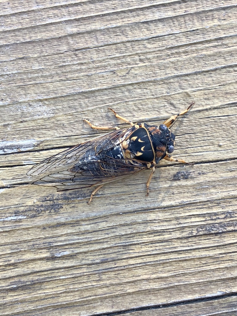 Okanagana arboraria, California species