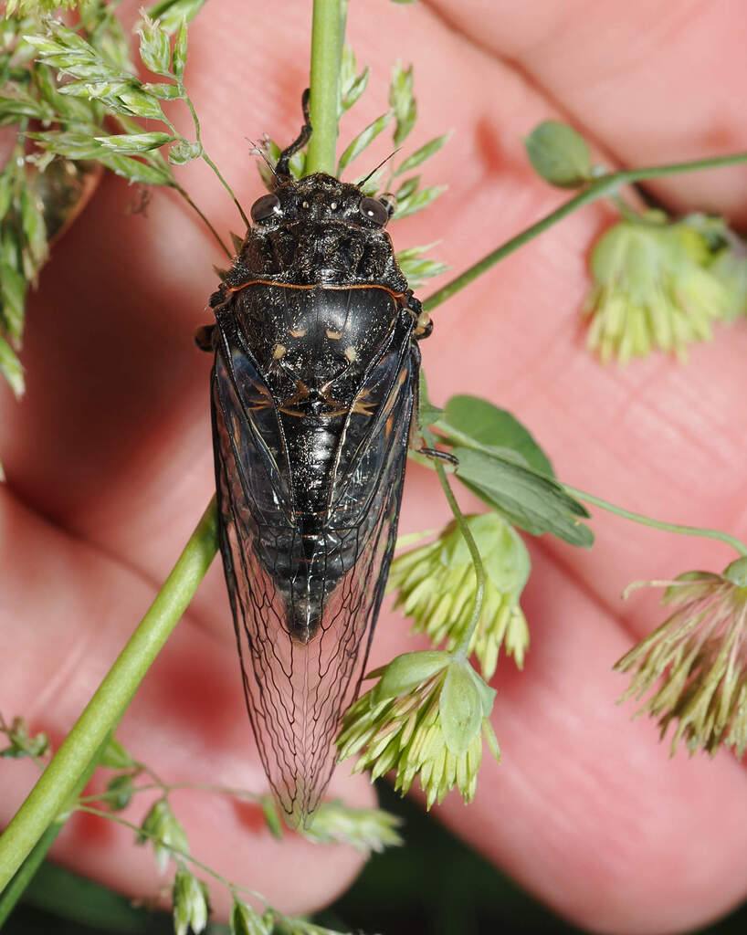 Okanagana bella (Mountain Cicada), California species