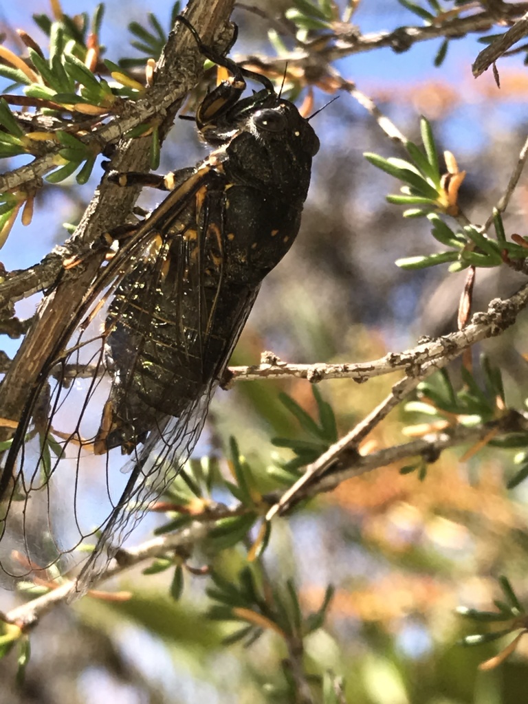 Okanagana tristis, California species