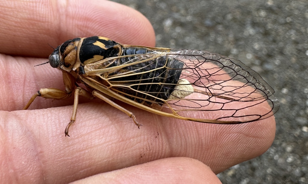 Okanagana vandykei, California species