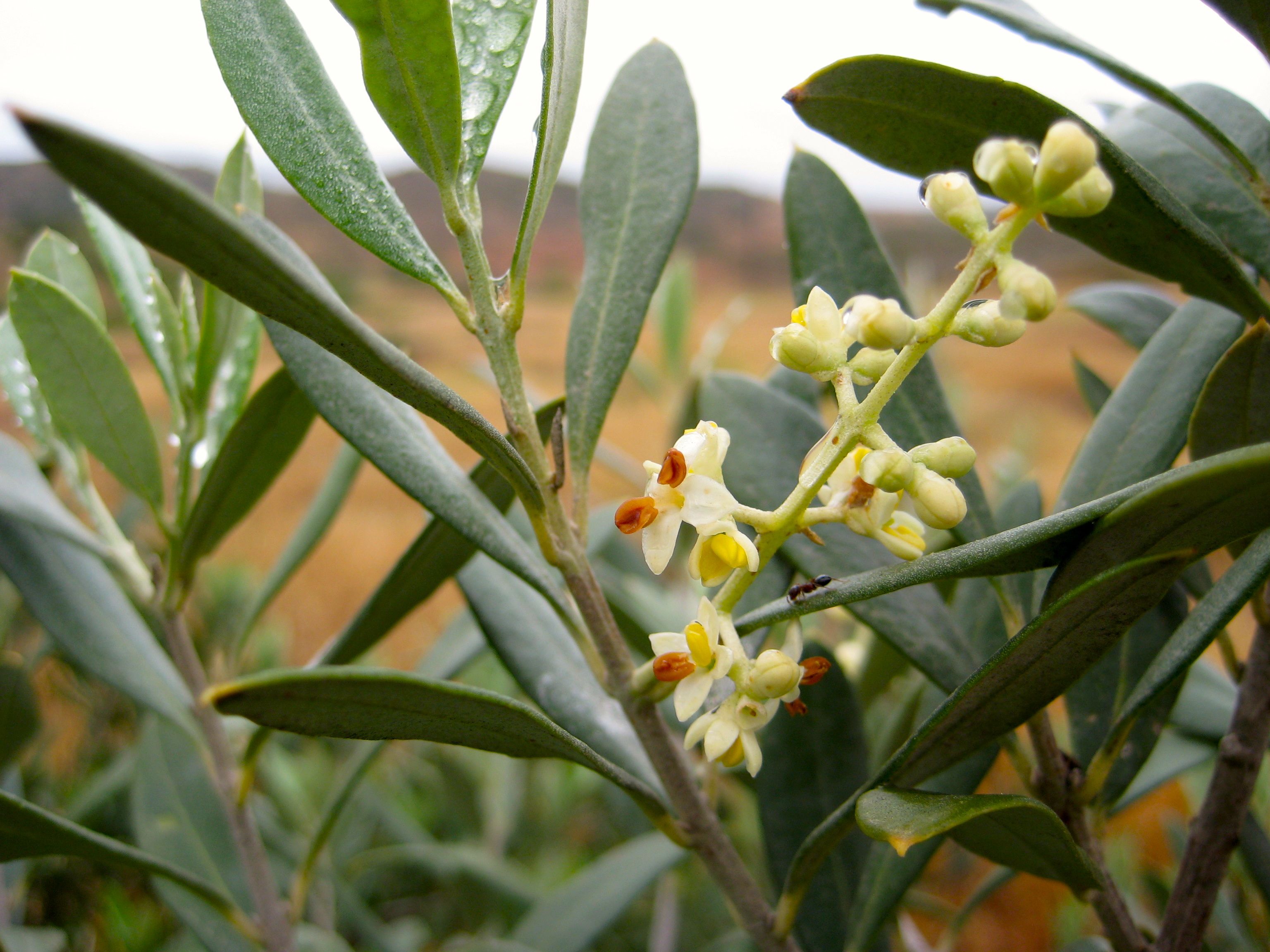 Olea europaea (Olive), non-native California shrub / tree