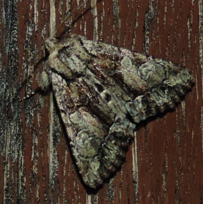 Oligia divesta, California species