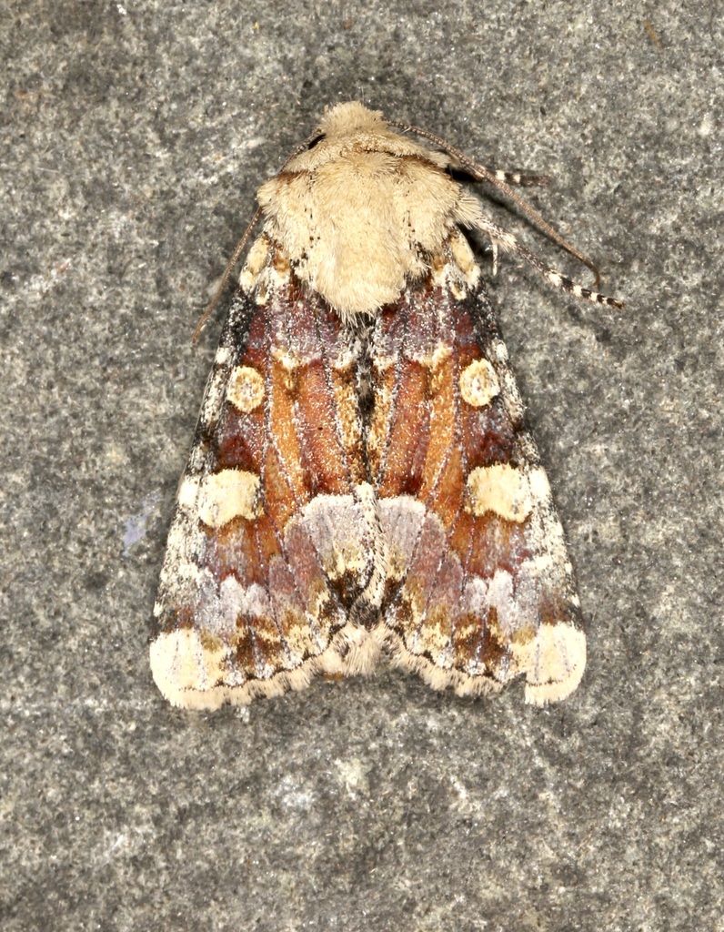 Oligia rampartensis, California species