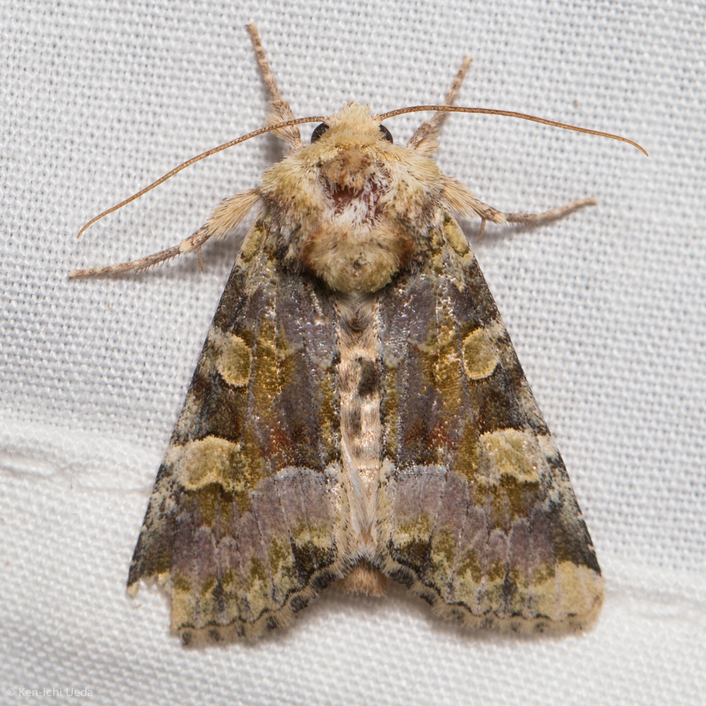 Oligia violacea (Violet Brocade Moth), California species