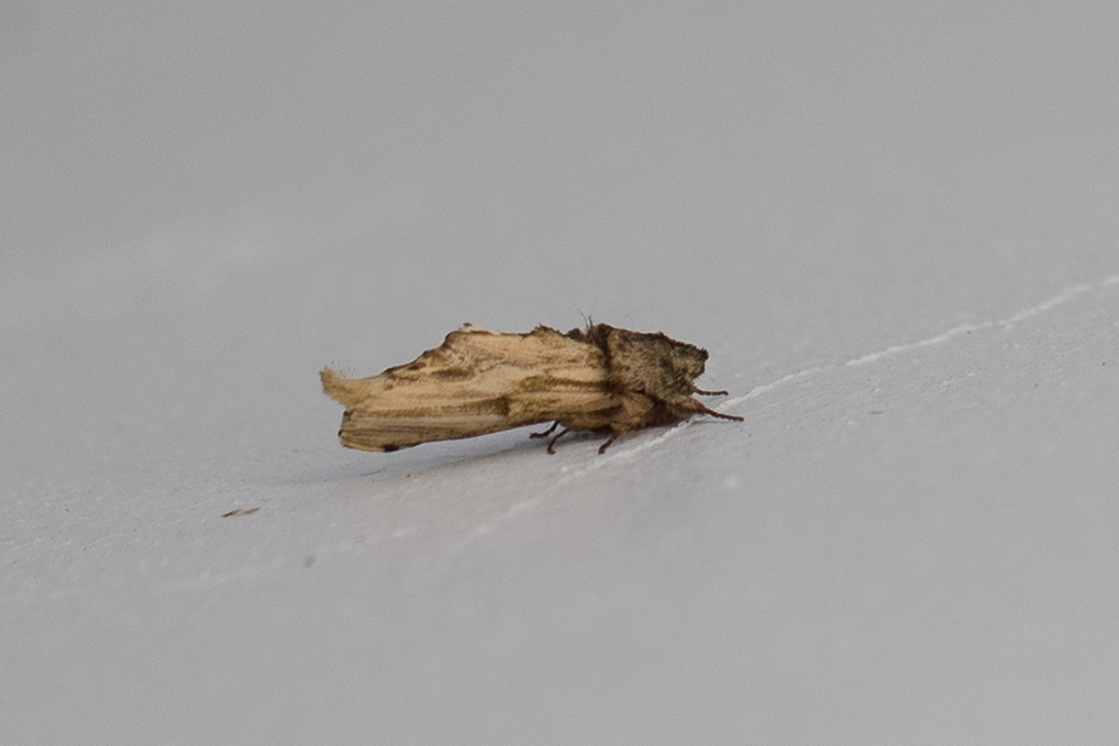 Oligocentria pallida, California species