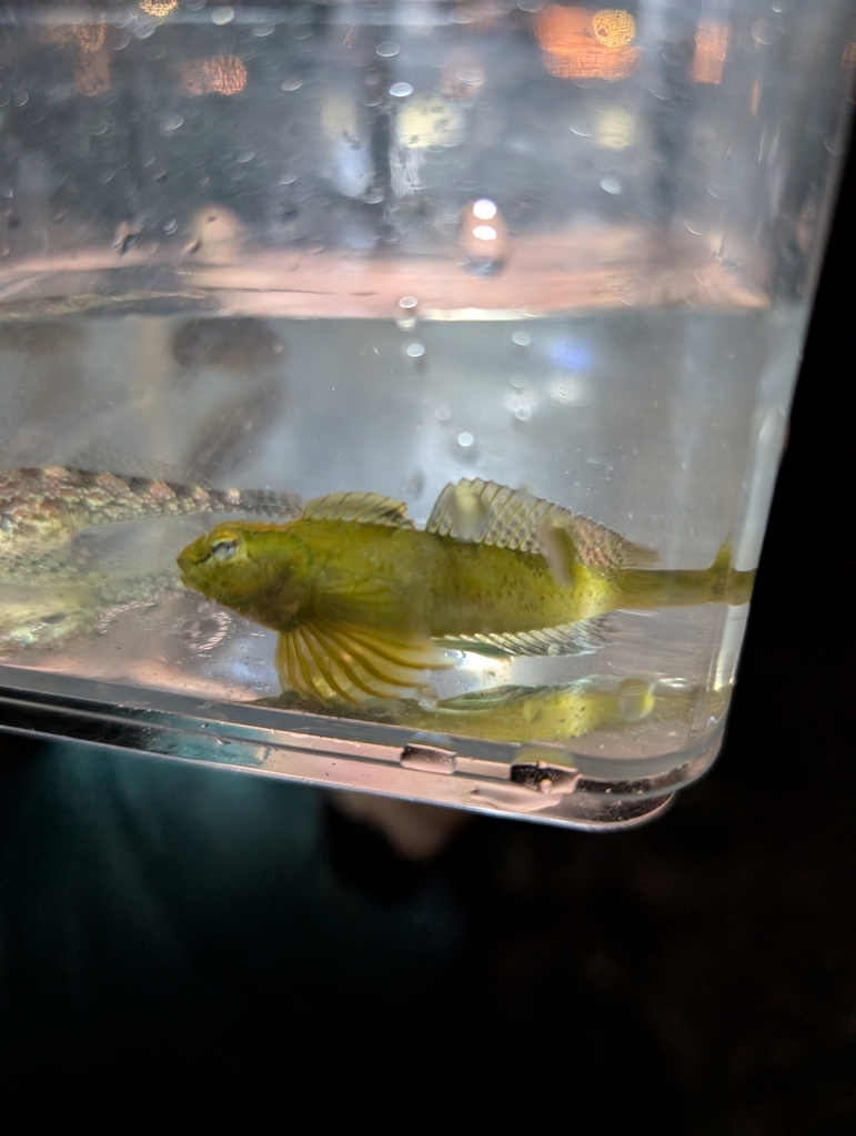 Oligocottus rimensis (Saddleback Sculpin), California species
