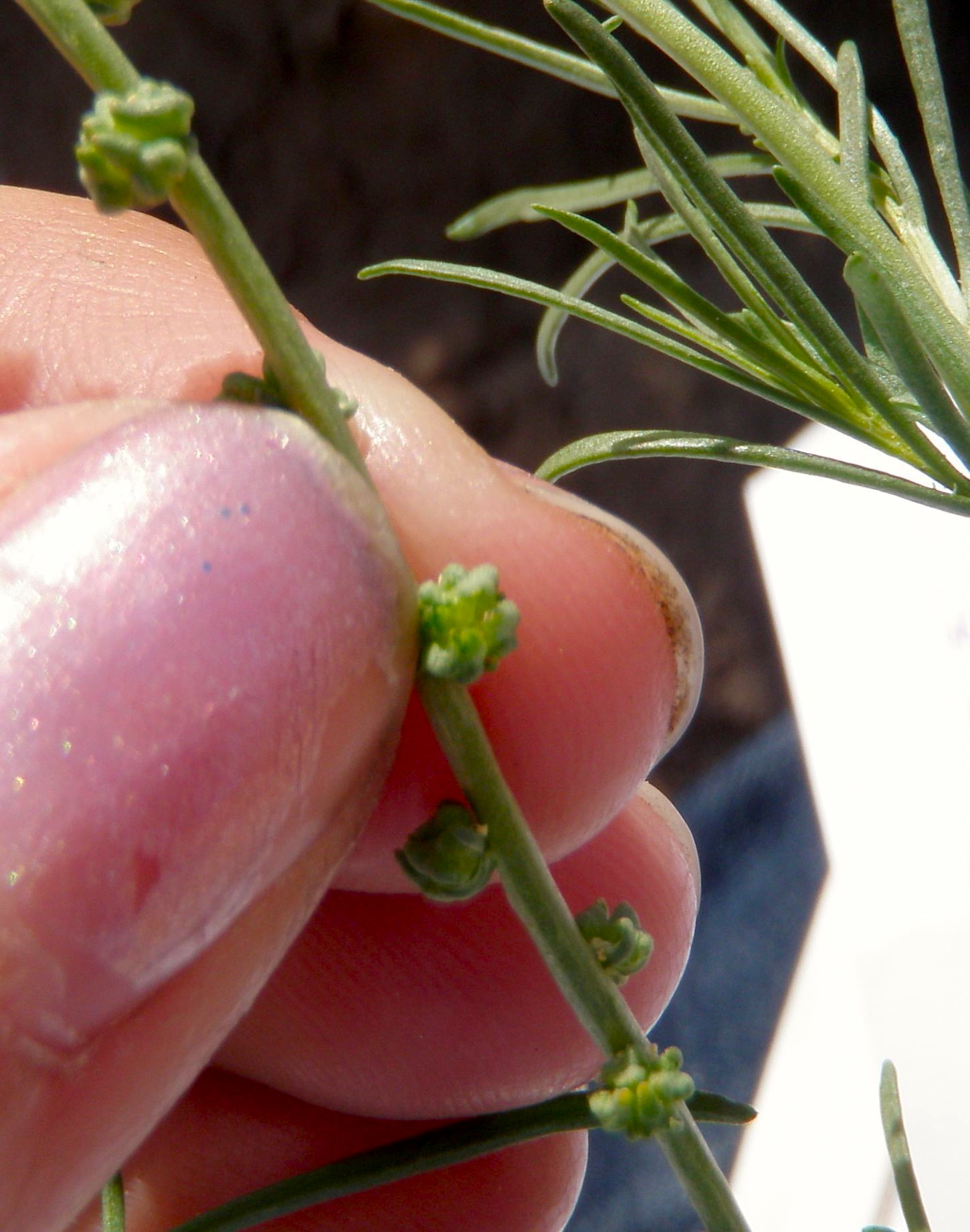 Oligomeris linifolia (Leaved cambess), native California herb