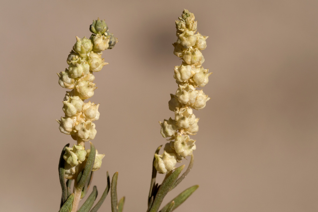 Oligomeris sp., native California perennial