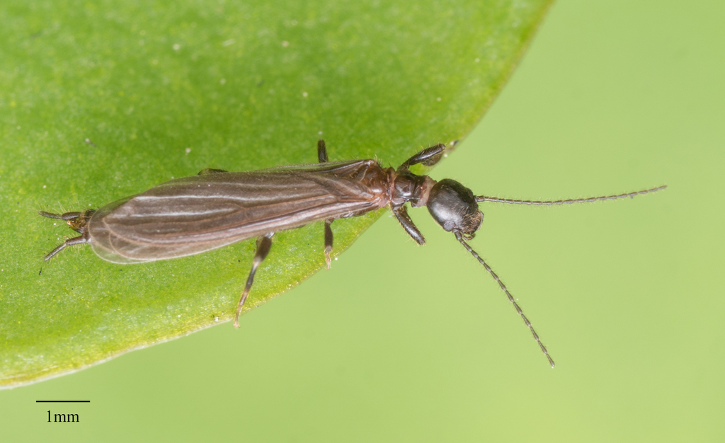 Oligotoma nigra (Black Webspinner), California species