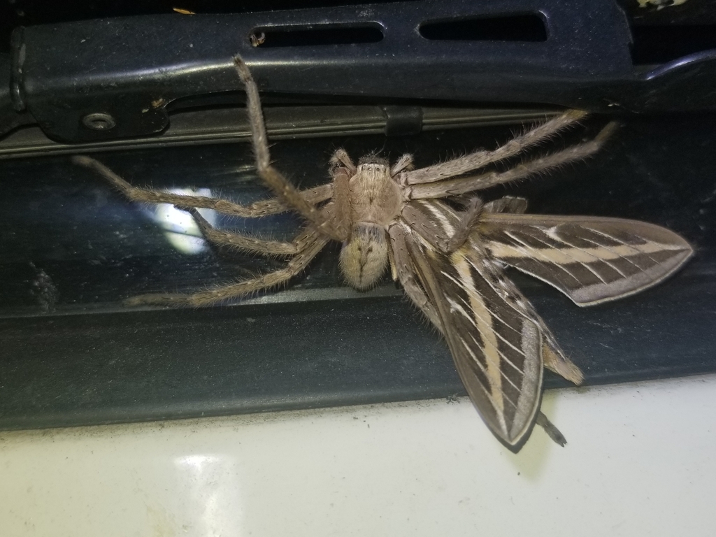 Olios giganteus (Giant Crab Spider), California species