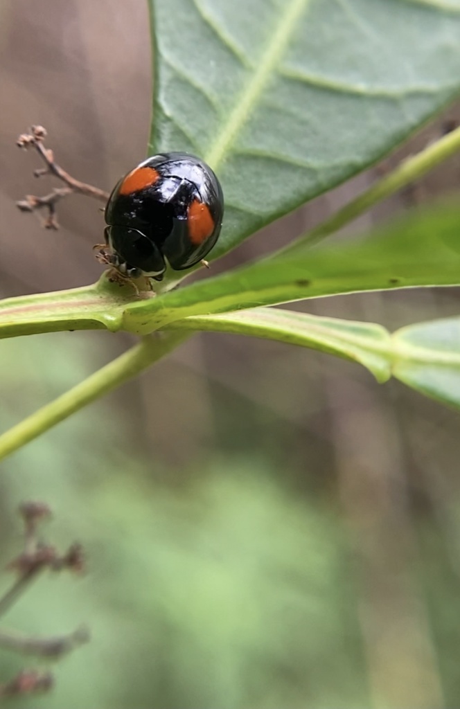 Olla v-nigrum (Ashy Gray Lady Beetle), California species