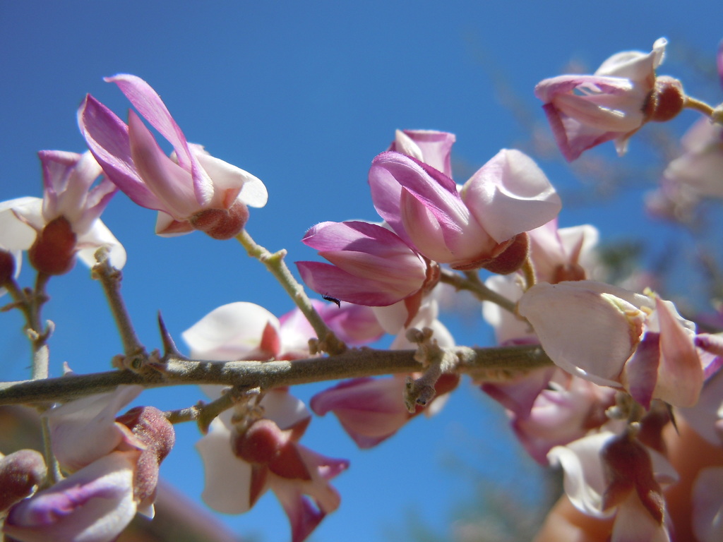 Olneya sp. (Ironwood), native California annual