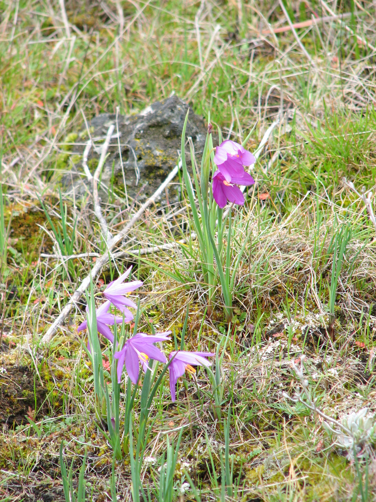 Olsynium douglasii var. douglasii (Purple-eyed-grass), native California herb