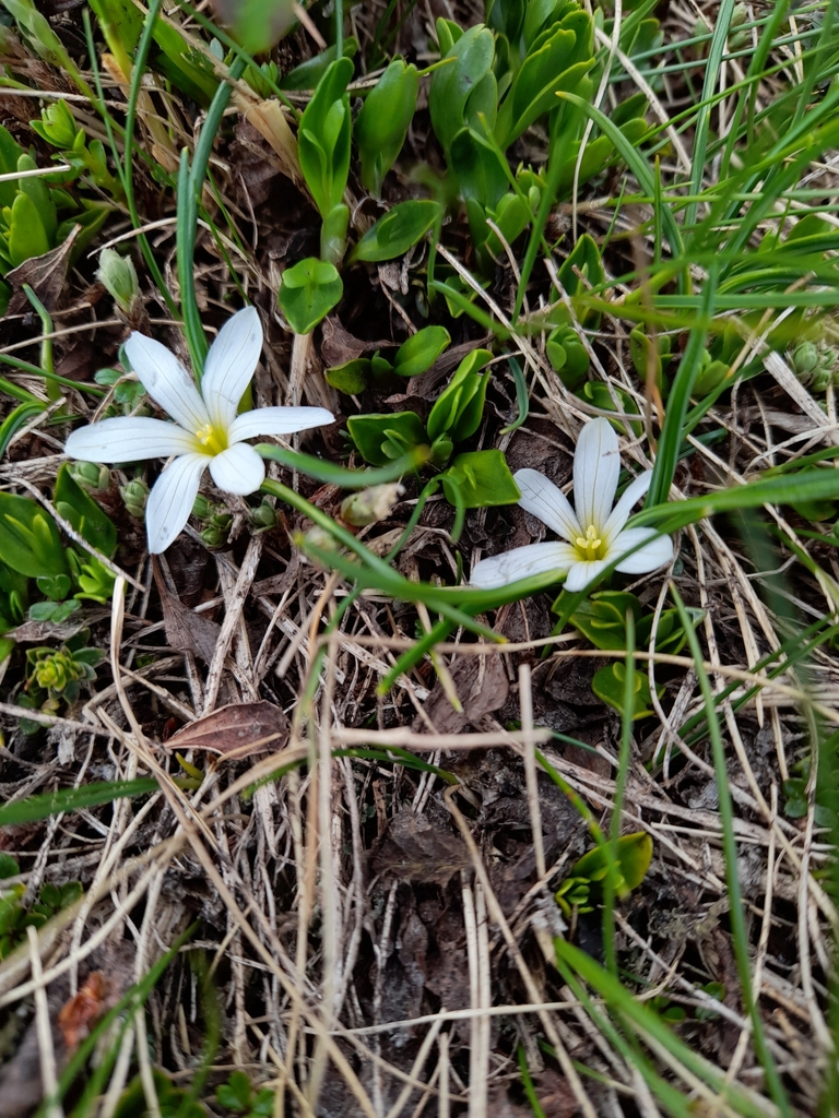Olsynium sp., native California perennial