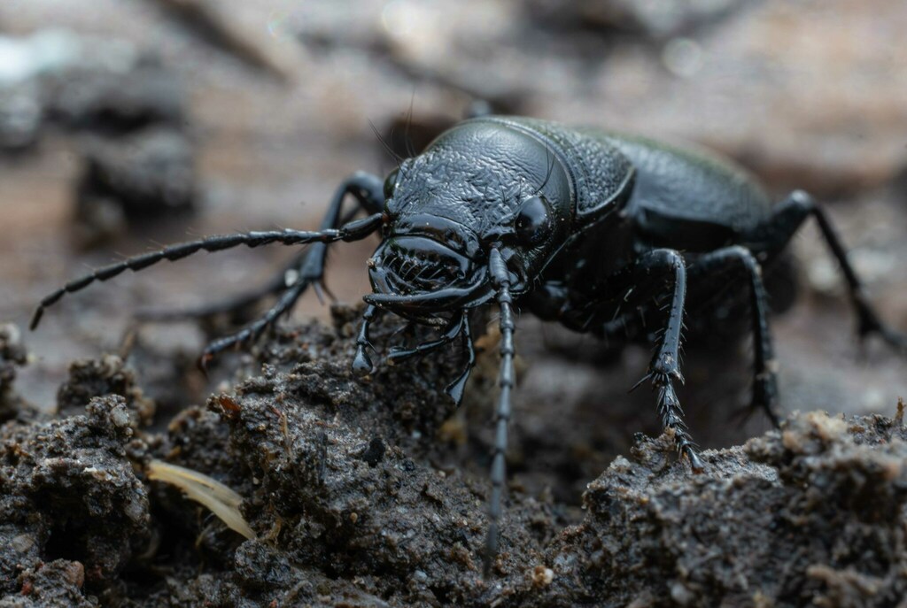 Omus californicus (California Night-stalking Tiger Beetle), California species