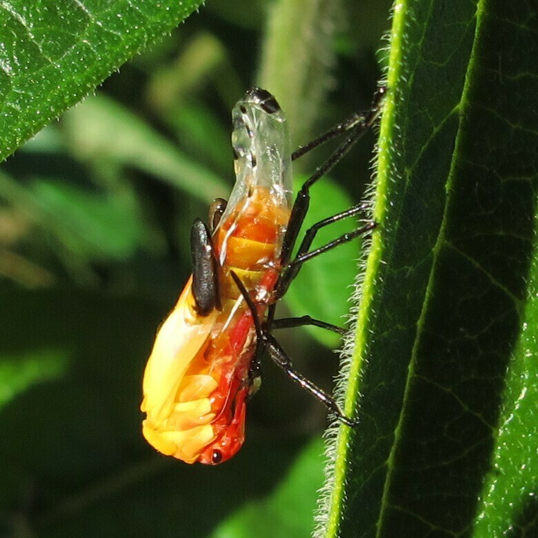 Oncopeltus fasciatus (Large Milkweed Bug), California species