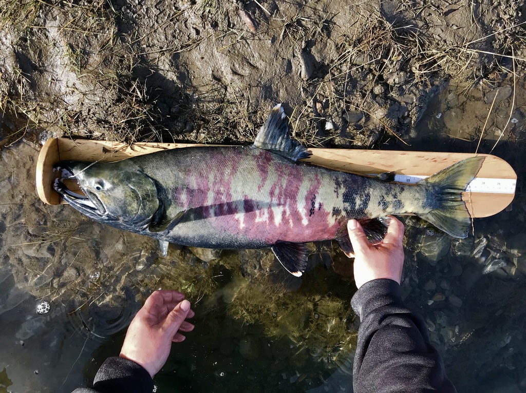 Oncorhynchus clarkii pleuriticus (Colorado River cutthroat trout), California species