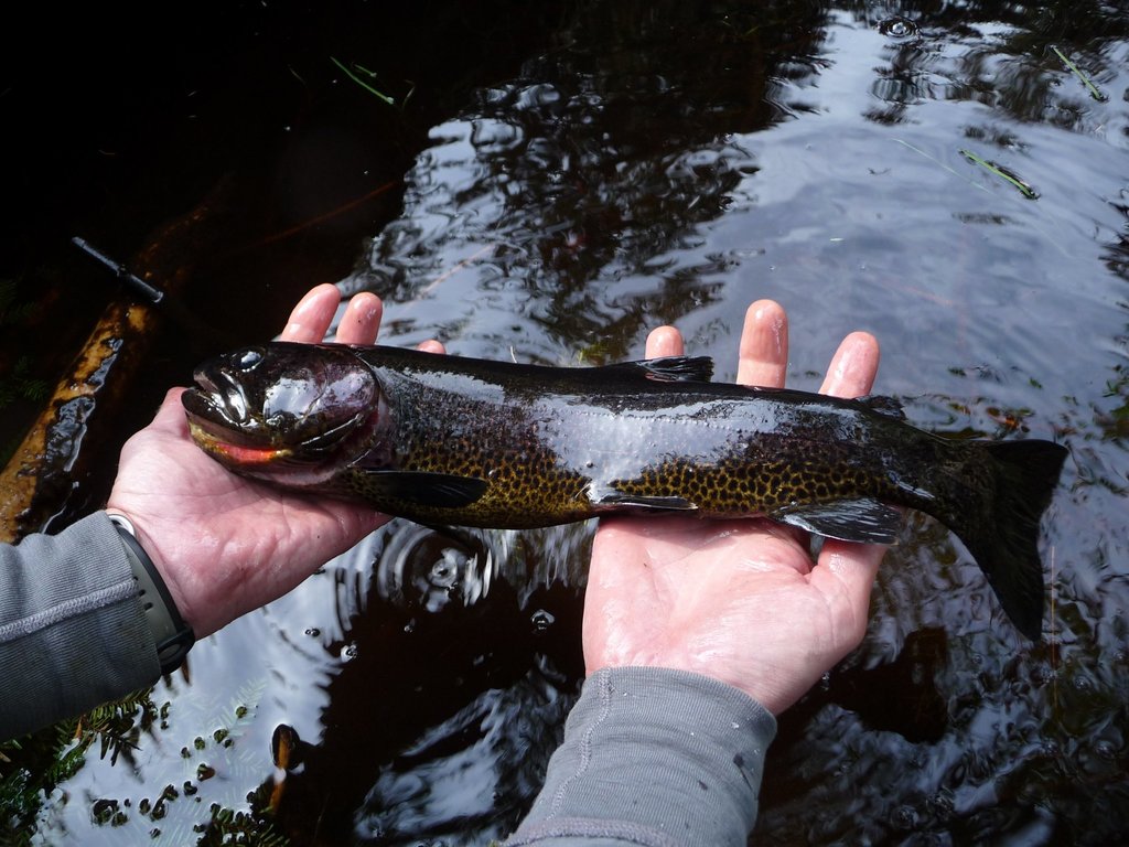Oncorhynchus clarkii (Cutthroat trout), California species