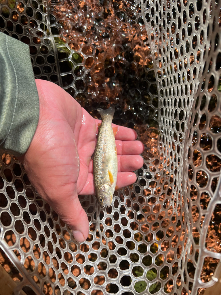Oncorhynchus gilae (Gila trout), California species