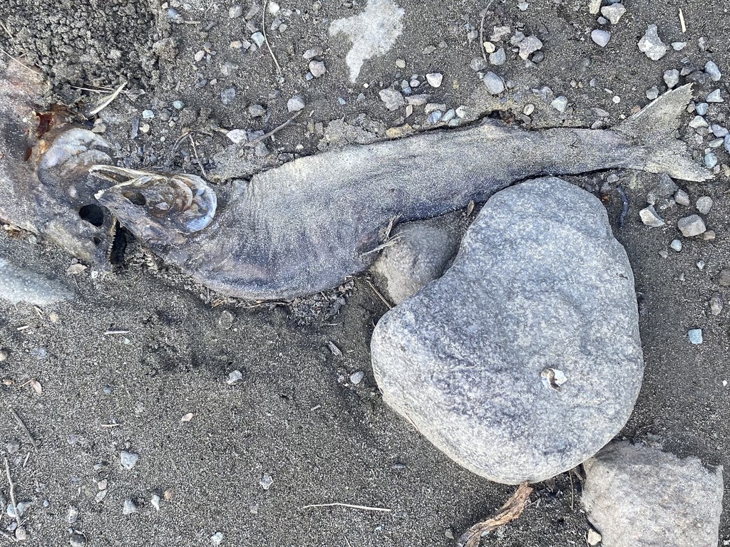 Oncorhynchus gorbuscha (Pink salmon), California species
