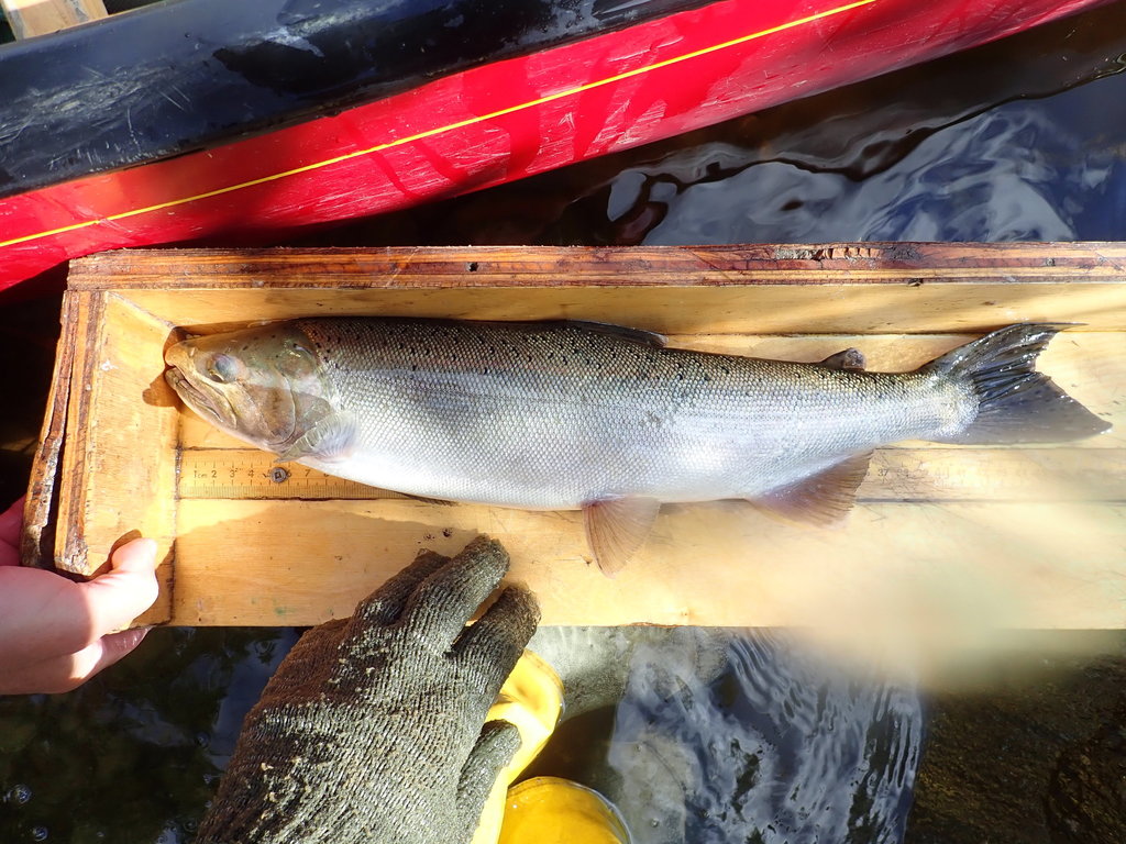 Oncorhynchus kisutch (Coho salmon - Southern Oregon - Northern California Coast ESU), California species