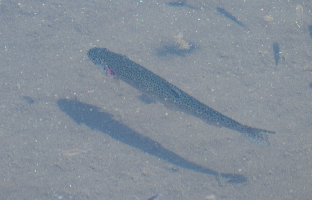Oncorhynchus mykiss aquilarum (Eagle Lake rainbow trout), California species