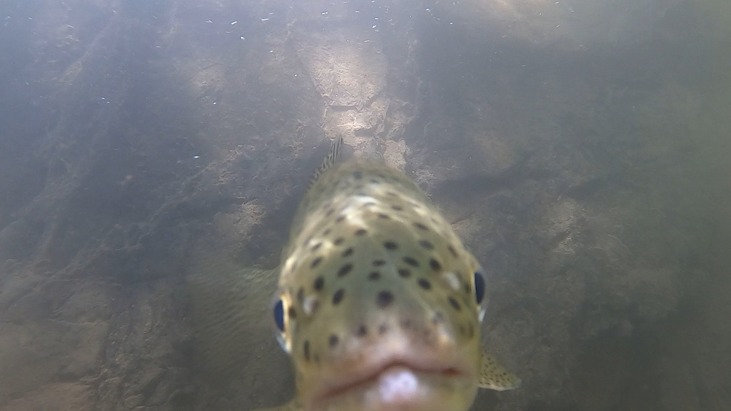 Oncorhynchus mykiss irideus (Steelhead (coastal rainbow trout) - southern California DPS), California species