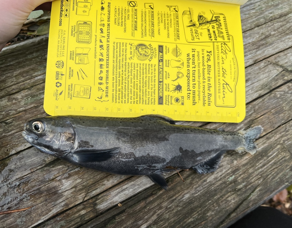Oncorhynchus nerka (Sockeye salmon), California species