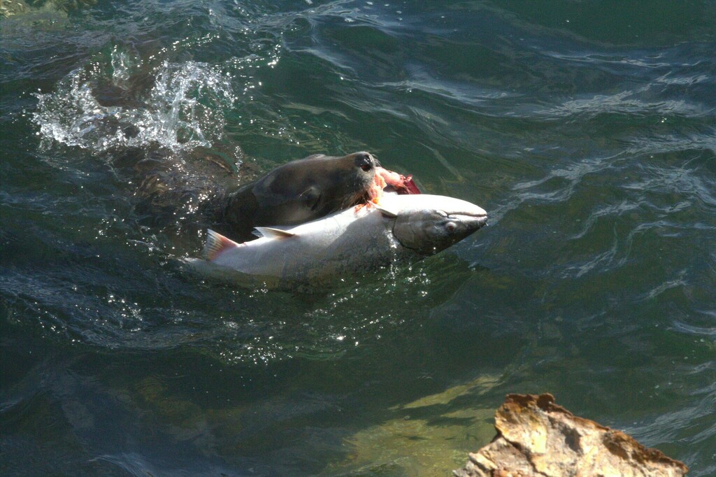 Oncorhynchus tshawytscha (Chinook salmon), California species