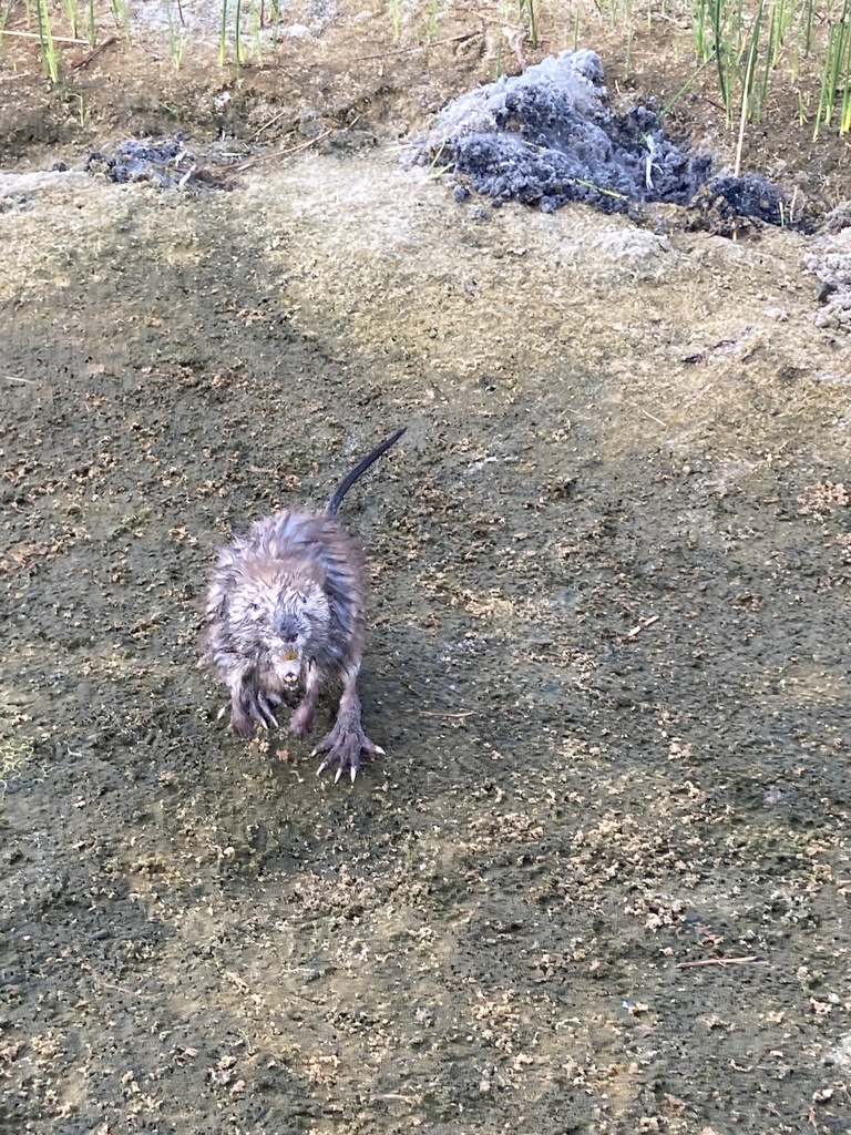 Ondatra zibethicus (Muskrat), California species