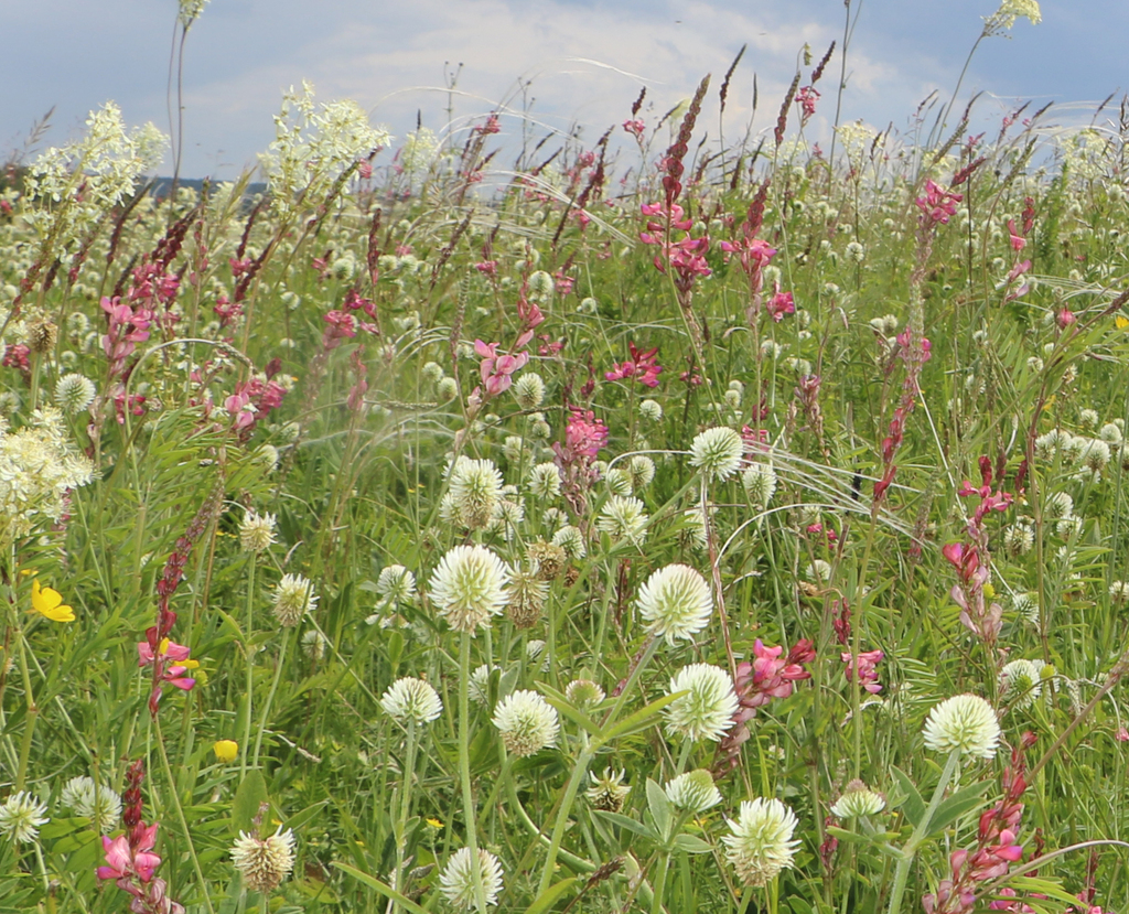 Onobrychis viciifolia (Sanfoin), non-native California herb