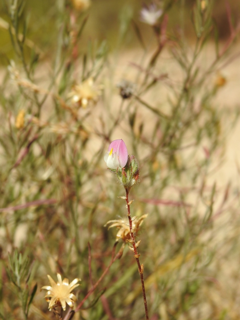 Ononis alopecuroides (foxtail restharrow), California herb