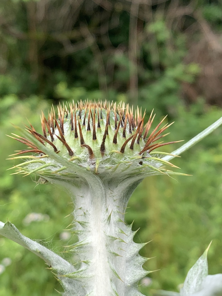 Onopordum acanthium subsp. acanthium (Scotch thistle), non-native California perennial