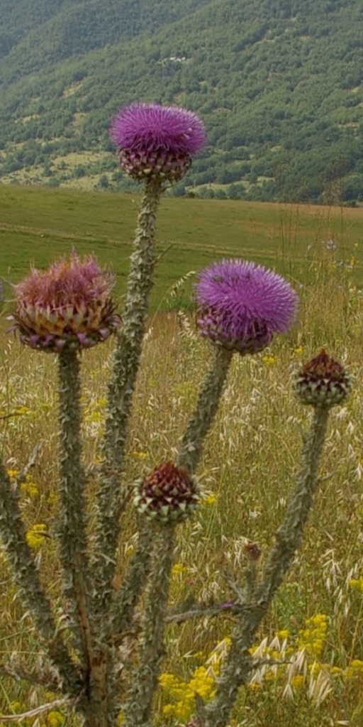 Onopordum illyricum (Illyrian thistle), non-native California herb