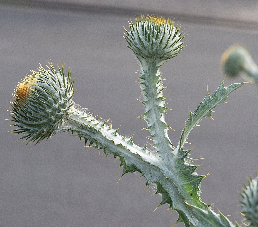 Onopordum sp., non-native California biennial