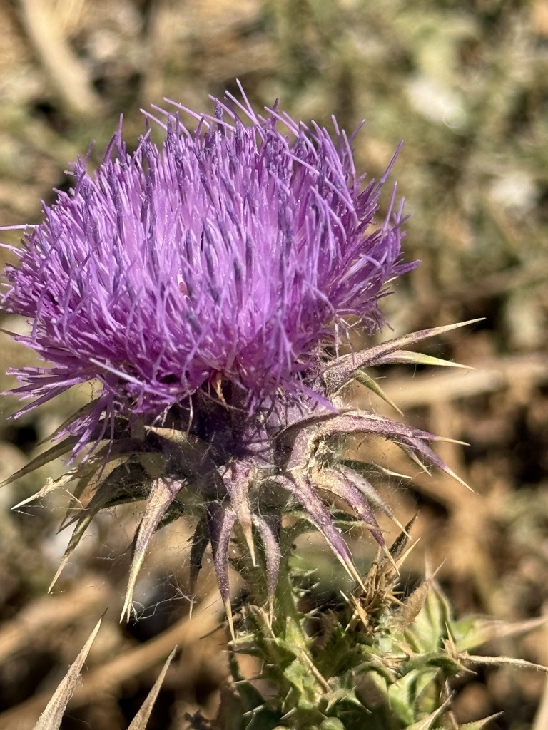 Onopordum tauricum (Taurian thistle), non-native California herb