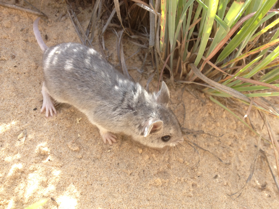 Onychomys torridus ramona (Southern Grasshopper Mouse), California species