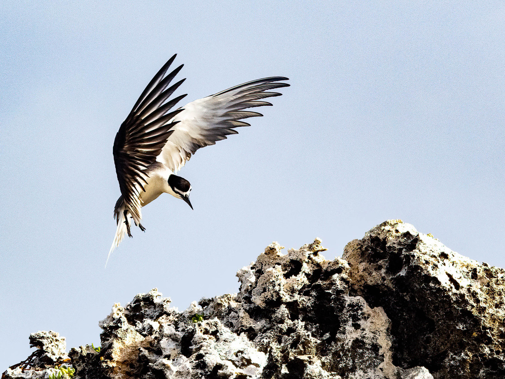 Onychoprion anaethetus (Bridled Tern), California species