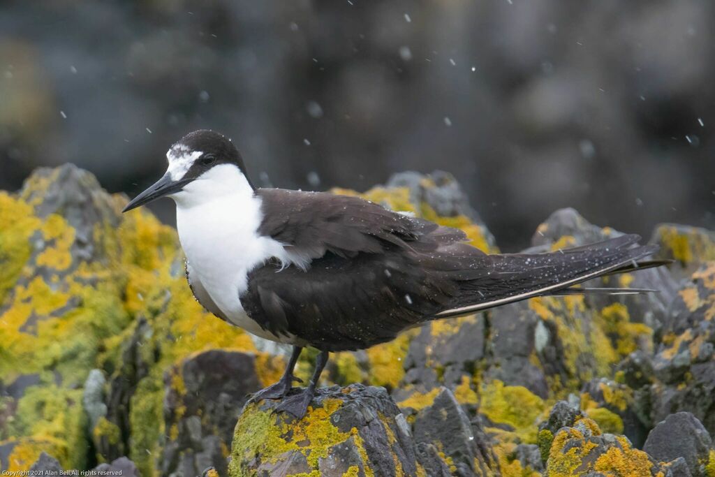 Onychoprion fuscatus (Sooty Tern), California species