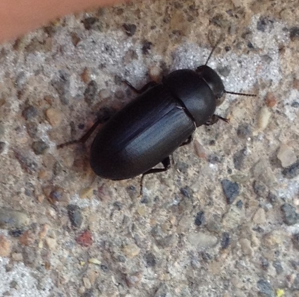 Opatroides punctulatus, California species