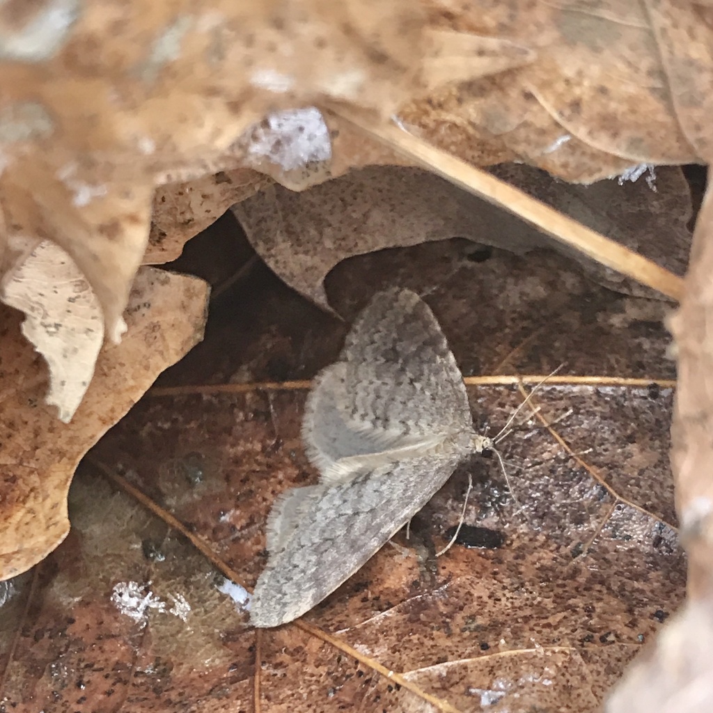 Operophtera bruceata (The Bruce Spanworm), California species