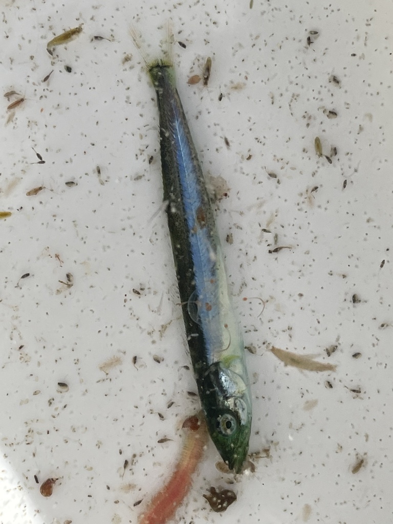 Ophiodon elongatus (Lingcod), California species