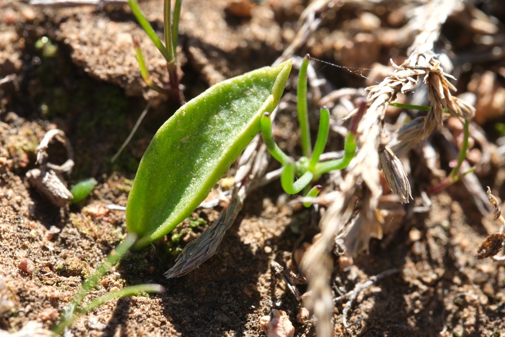 Ophioglossum californicum (California adder's-tongue), native California herb