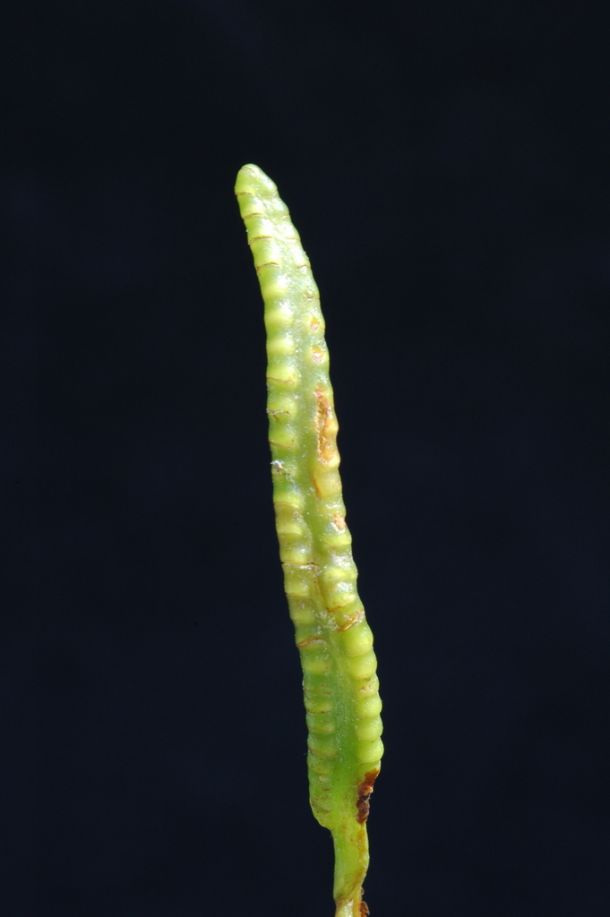 Ophioglossum pusillum (Northern adder's-tongue), native California herb