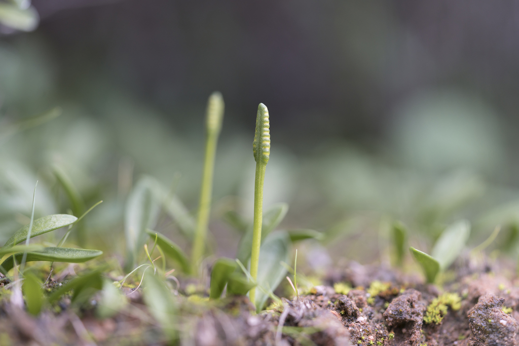 Ophioglossum sp. (Adder's-tongue), native California perennial