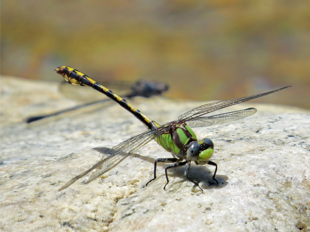 Ophiogomphus bison (Bison Snaketail), California species