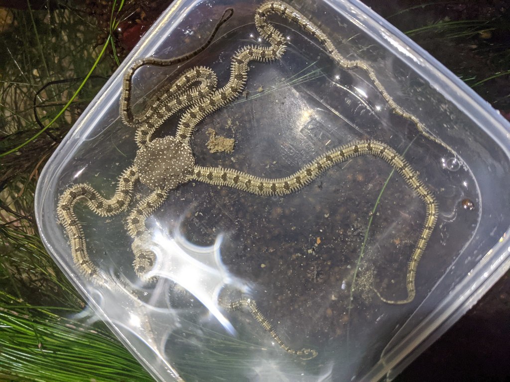 Ophionereis annulata (Banded Brittle Star), California species