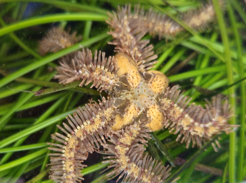 Ophiothrix rudis (Rough Banded Brittle Star), California species