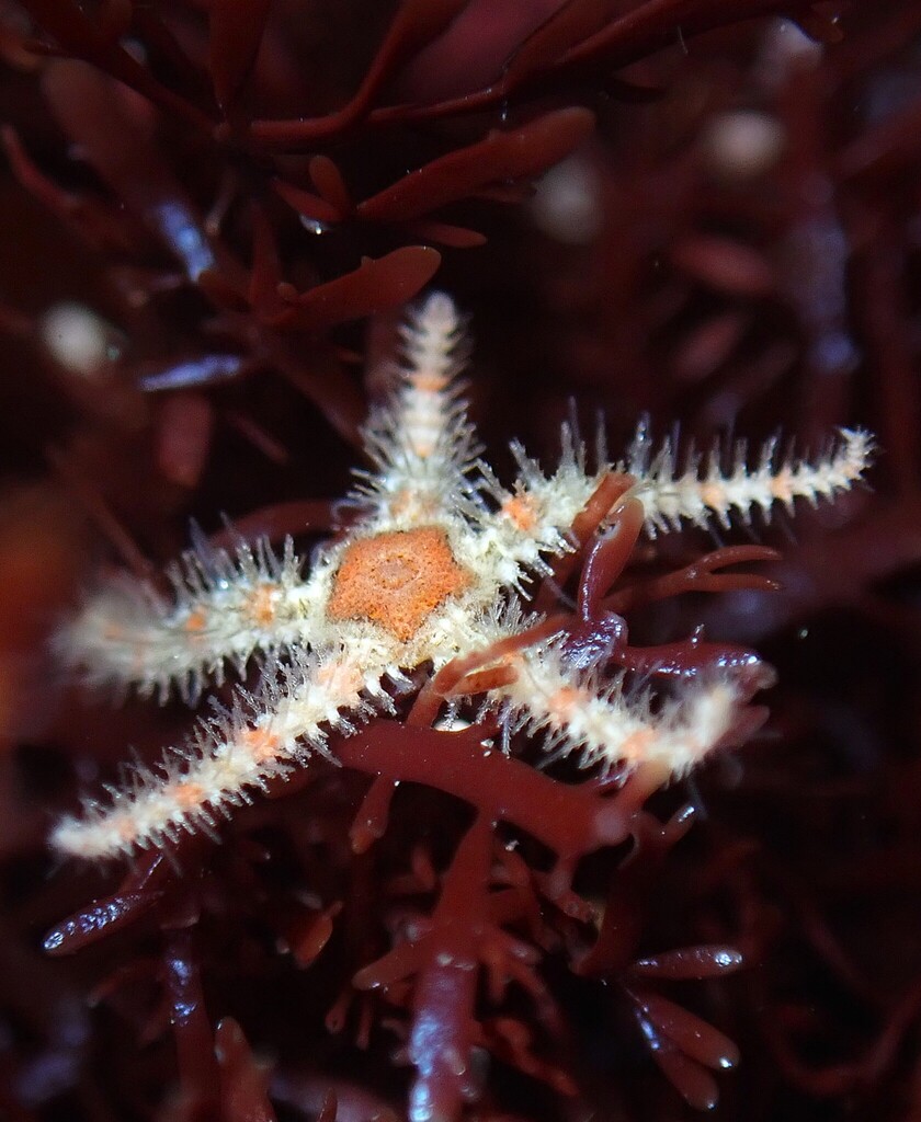 Ophiothrix spiculata (Western Spiny Brittle Star), California species
